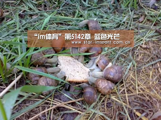“im体育”第5142章 蓝色光芒(图3) im体育